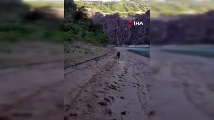 Balık tutmak için indiği baraj gölü kıyısında ayı saldırısından köpeği sayesinde kurtuldu