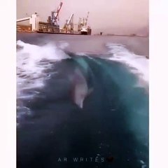 Dolphin chasing Pakistan Navy boat
