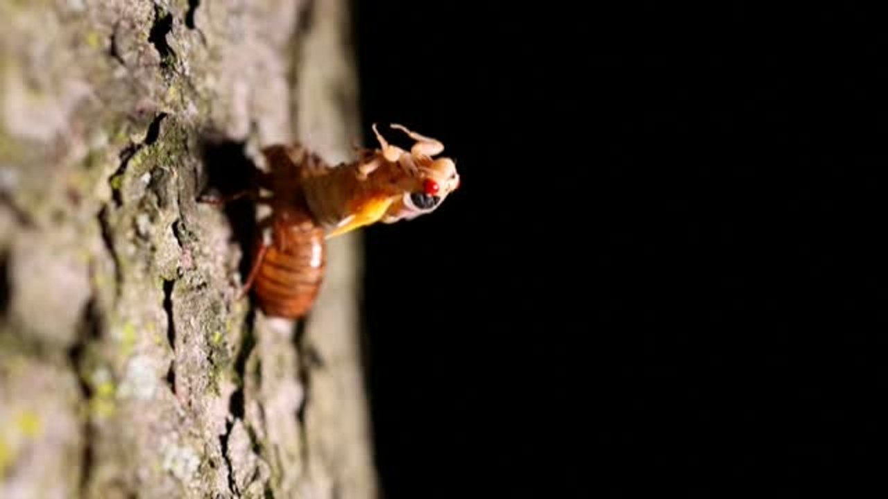 Espectacular imagen del despertar de una cigarra