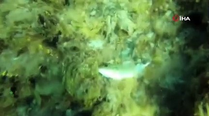 Müsilâj istilâsındaki Marmara denizinde ölüm kalım savaşı