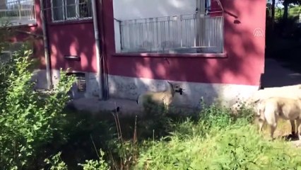 ANKARA - Kargayla köpeğin yaşam kavgası