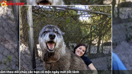 Mơ thấy chó sói có tỉ lệ trúng cao nhất