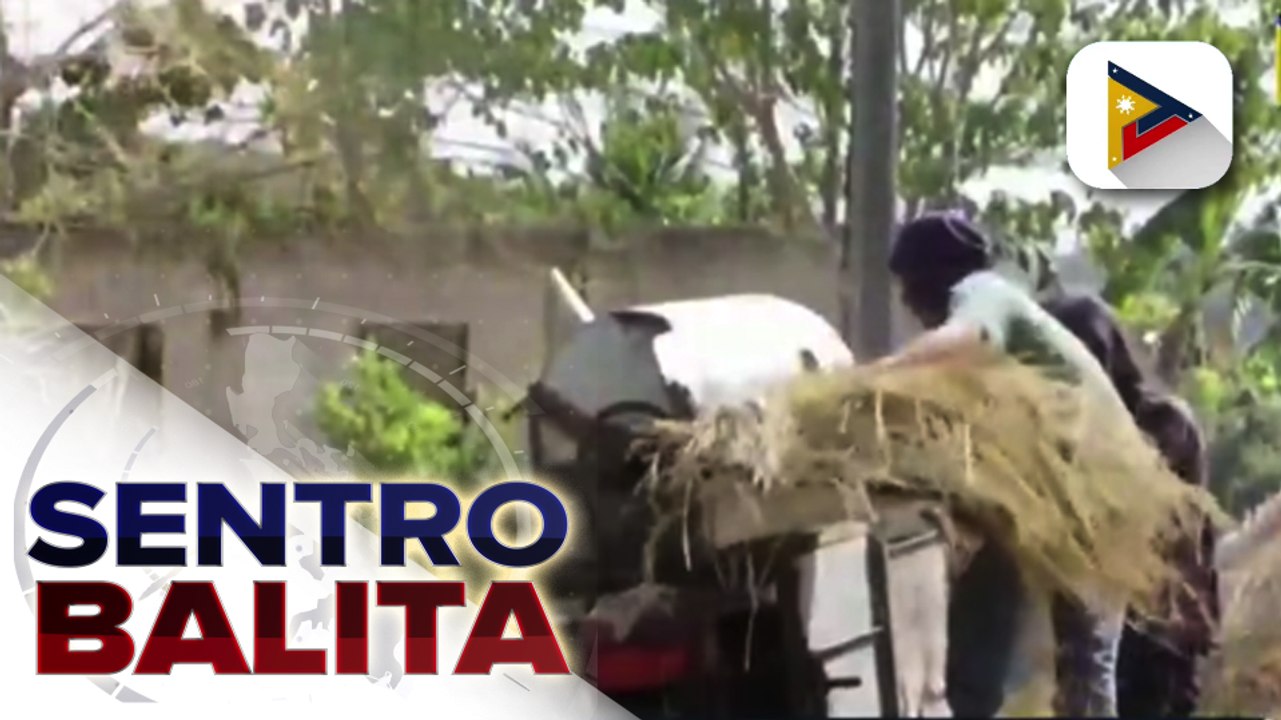 Ilang magsasaka, nag-aalangan magtanim ng palay dahil sa pangamba ng pagbuhos ng imported na bigas ayon sa Sinag; Sec. Dar, iginiit na bumibili naman ng bigas ang NFA sa mga magsasaka