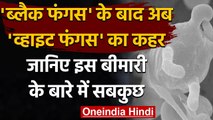 White Fungus क्या है ? कैसे करें पहचान ? जानें इसके बारे में सबकुछ । वनइंडिया हिंदी