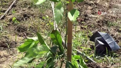 Sofraların vazgeçilmez lezzeti avokadoya talep arttı, ekim alanları genişletildi