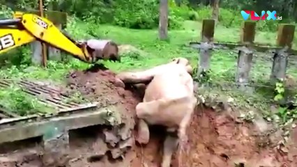 Detik-detik Penyelamatan Gajah yang Terperosok ke Lumpur