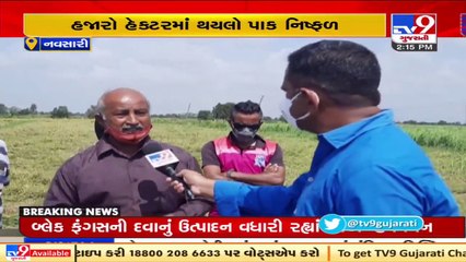 Cyclone Tauktae_ Huge loss to paddy crop in Navsari district, survey over damage underway _ TV9News