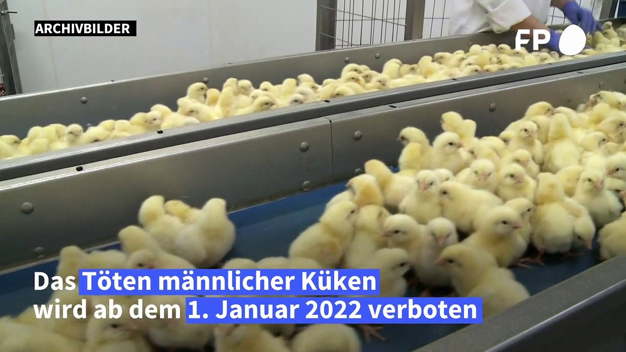 Küken-schreddern ist ab 2022 verboten