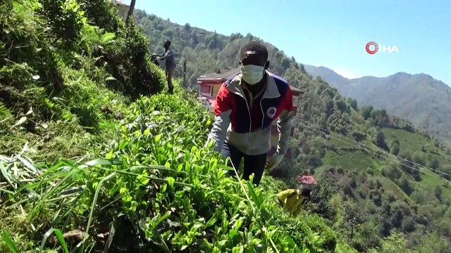 Rize Valisi Kemal Çeber: 'Herkesin kendi çay tarım arazilerine girmesiyle toplanan çayın kokusu bile değişti'
