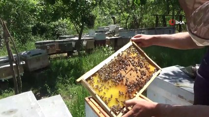 Arı üreticilerini bekleyen tehlike: Gal arısı