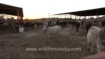 Herd of cows in a Dairy Farm in Rajasthan