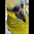 Funny Parrots Videos Compilation Cute Moment Of The Animals - Cutest Parrots #39 - Compilation 2021