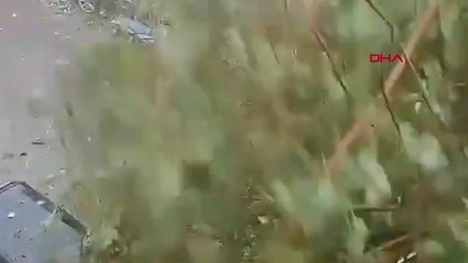 Hindistan'da kadın fırtınada devrilen ağacın altında kalmaktan böyle kurtuldu
