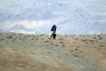 "Doğanın çöpçüleri" Türkiye'nin en doğusundaki yaşam alanlarında görüntülendi
