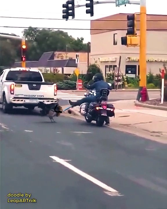 Chevalier dindon vs Motard