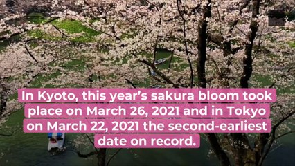 In Japan, The Records of The Earliest Cherry Blossom Bloom is Broken...