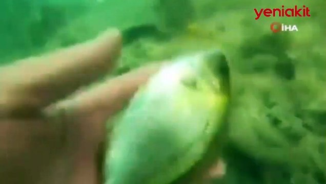 Mideye ve balıklardan Marmara denizinde ölüm kalım savaşı