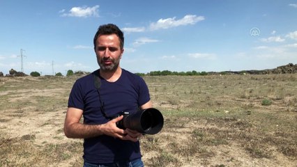 IĞDIR - 'Doğanın çöpçüleri' Türkiye'nin en doğusundaki yaşam alanlarında görüntülendi