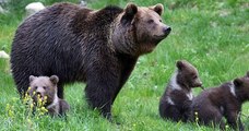 Dans les Pyrénées, l'ourse Sorita a été filmée en compagnie de trois oursons, les premières naissances de l'année !