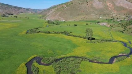 Sarı çiçeklerle kaplanan ovadaki menderesler güzelliğiyle hayran bırakıyor