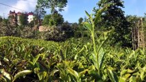 RİZE - Vali Çeber, çay tarımı için kente bir ayda 15-20 bin kişinin geldiğini açıkladı