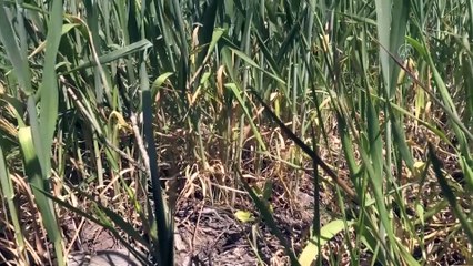 ESKİŞEHİR - Kuraklık nedeniyle strese girip erken başaklanan hububat çiftçiyi üzdü