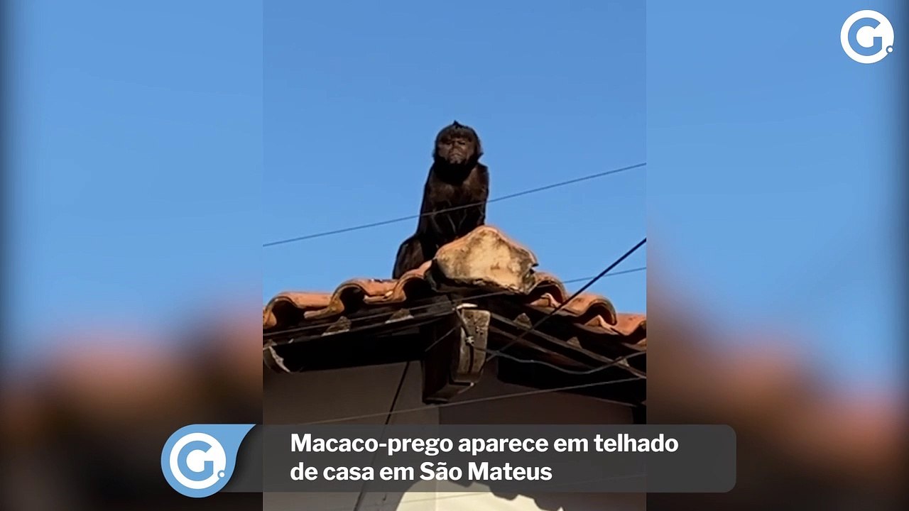 Macaco-prego aparece em telhado de casa em São Mateus