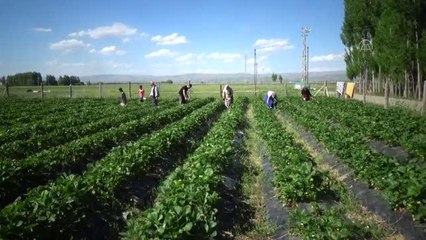 Devlet desteği ile kurulan bahçelerde çilek hasadına başlandı