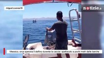 Messico, orca sperona il delfino durante la caccia: spettacolo a pochi metri dalle barche
