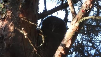 Türkiye'de üçüncü kez Gümüşhane'de görüldü