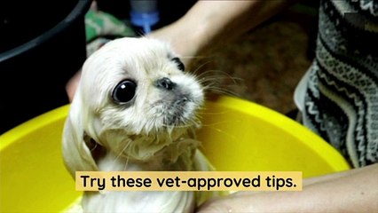 How Regularly Should You Bathe Your Dog?