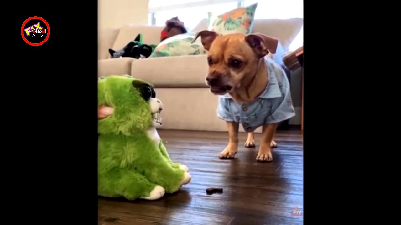 Dog and Cat Reaction to Toy - Funny Dog & Cat Toy.mp4