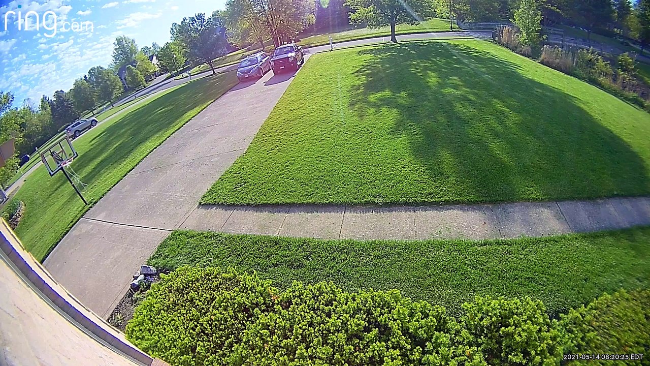 Labradoodle Casually Leaves Crime Scene