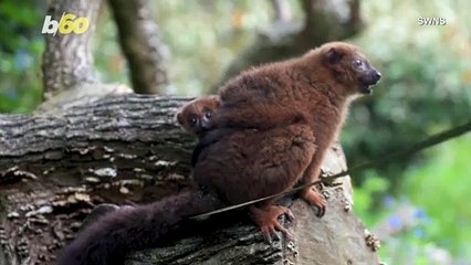 Cuteness Alert! Rare Red-Bellied Lemur Baby Emerges From Mom’s Fur