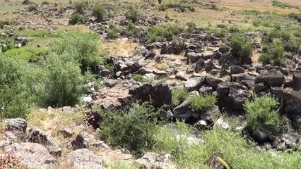 Gaziantep'in İslahiye ilçesine dikenli kefal akını