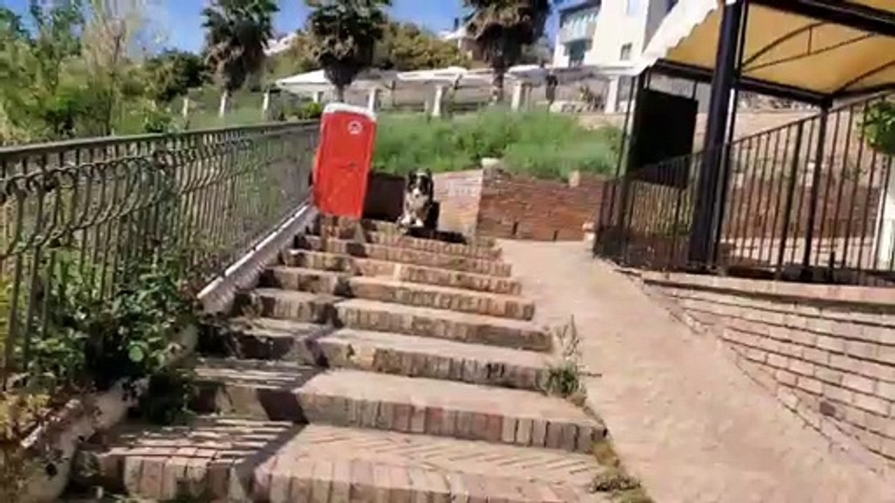 Dog Skates Down Stairs