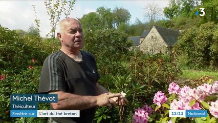Finistère : la Bretagne fabrique aussi du thé