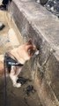 Husky Hunts for Treasure in Concrete Wall