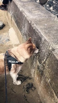 Husky Hunts for Treasure in Concrete Wall