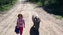 Elle va à l'école avec son animal de compagnie, un bébé rhinocéros adorable