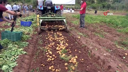 Marmaris Belediyesi'nin tarlalarında patates hasadı yapıldı