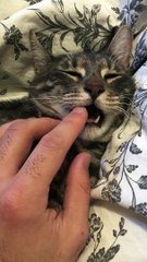 Sleepy Cat Receives Tooth Massage