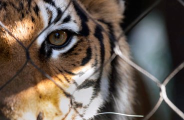 Government Seizes 68 Big Cats From ‘Tiger King’ Zoo
