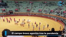 El sector de los criadores de  toros bravos agoniza tras la pandemia