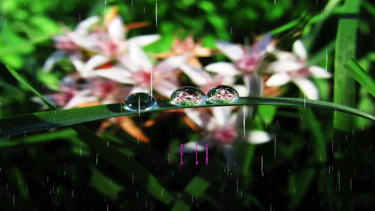 AL ENTREABRIRSE LA FLOR DE COYOL ALFREDO ESPINO | Despues de la Lluvia Alfredo Espino️ | Poesía 