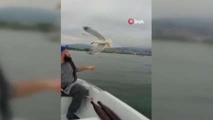 Denizin ortasında martıyı elleri ile besledi