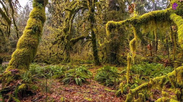 15 Minute Peaceful Music for Study | Stress Relief | Calming Down | Forest | Soothing | Relaxing | Mindfulness | Meditation | Spa | Sleep | Healing | Self -love