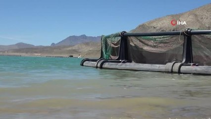 Aynı anda 1 milyon 300 bin yavru balık baraj suyuyla buluştu