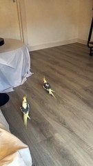 Synchronized Zoomies