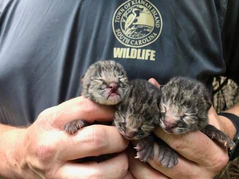 Cute Alert! Kiawah Island Welcomes 3 Adorable Bobcat Kittens